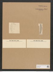Diatomeae indet. (de-Toni-Nr.: Species 1443 ?) Zeichnungen Sammlung Grunow Nr. 2855 (NHMW-BOT-W0370182)